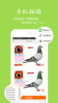 中国信鸽信息网官网版